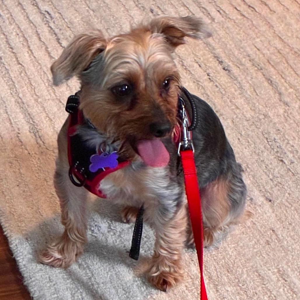 Finn, a Adoptable Yorkshire Terrier in Gulfport, MS image 3/5