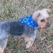 Finn, a Adoptable Yorkshire Terrier in Gulfport, MS image 4/5