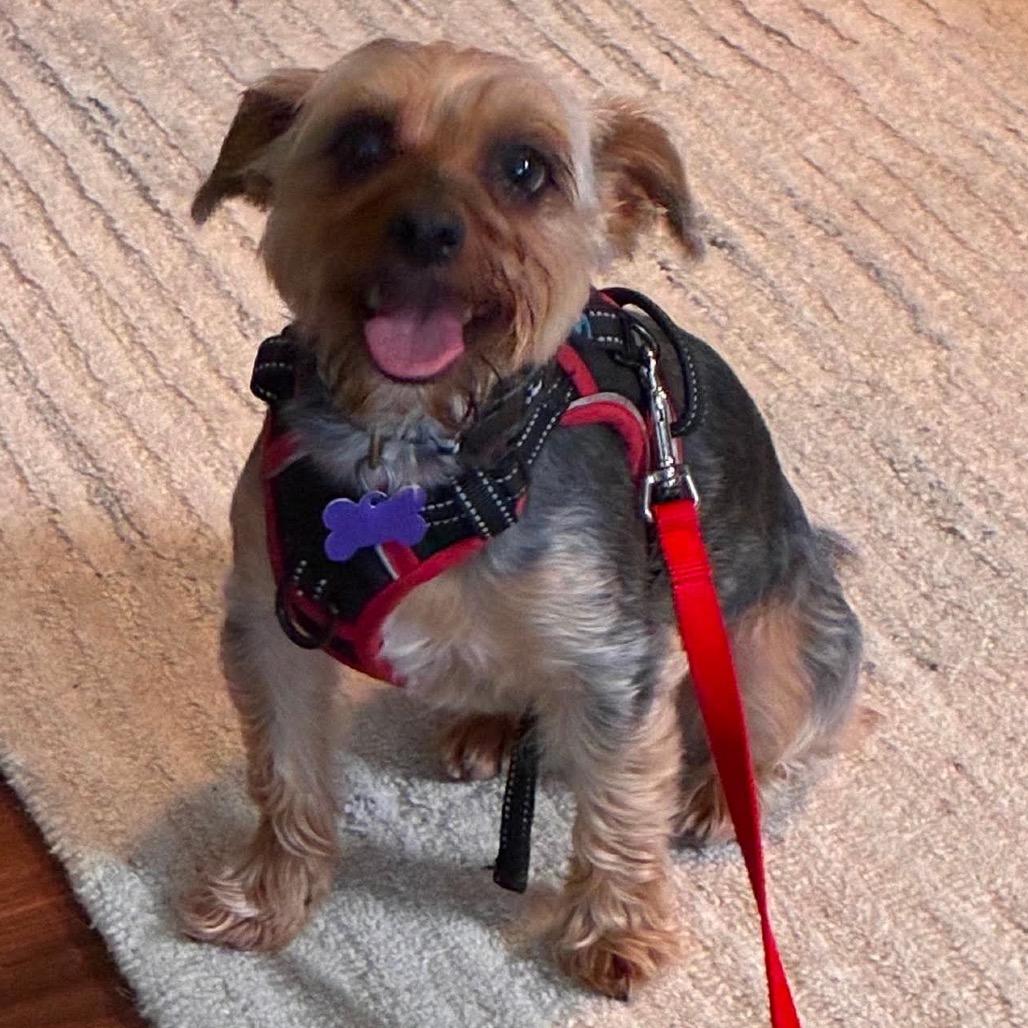 Finn, a Adoptable Yorkshire Terrier in Gulfport, MS image 5/5