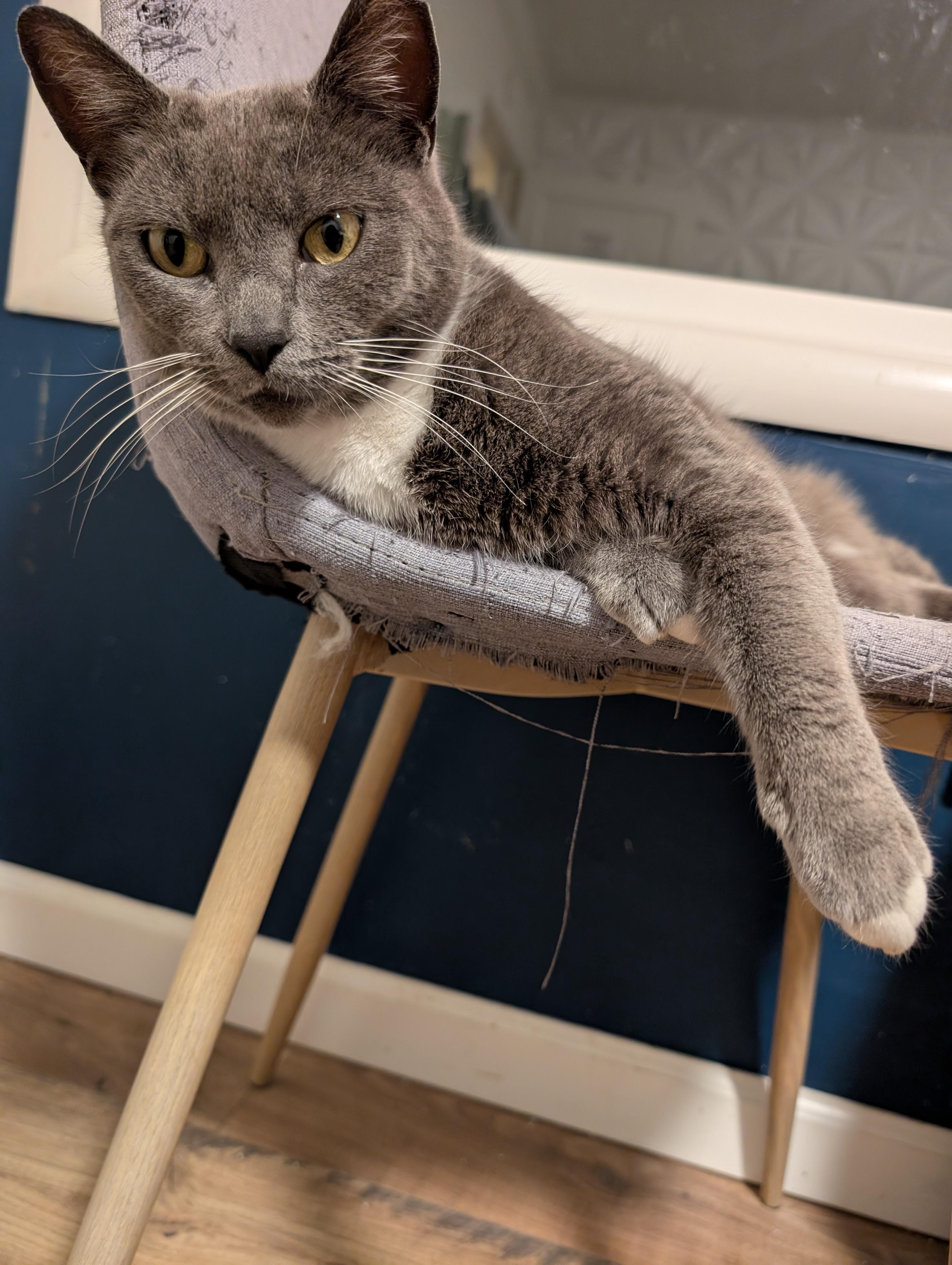 Cuddles, ADOPTABLE, Adult Female Tuxedo.