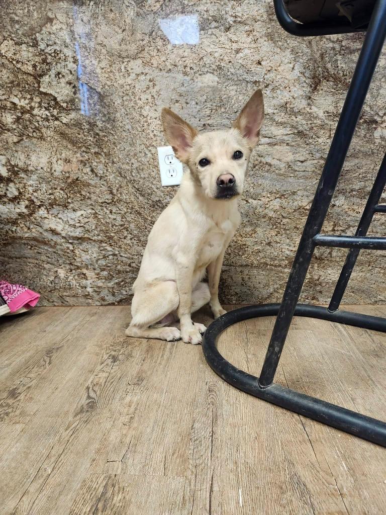 Jasper, Adoptable, Adult Male Mixed Breed.