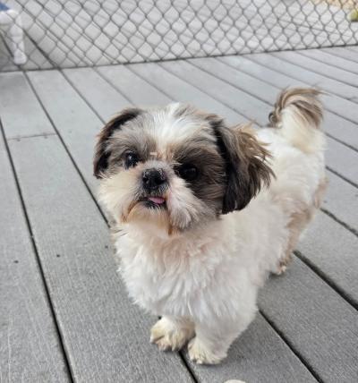 Joe, a ADOPTABLE Shih Tzu in Gardena, CA image 4/4