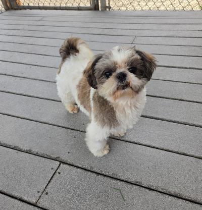 Joe, a ADOPTABLE Shih Tzu in Gardena, CA image 1/4
