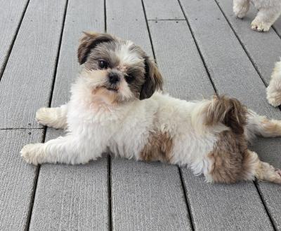 Joe, a ADOPTABLE Shih Tzu in Gardena, CA image 2/4