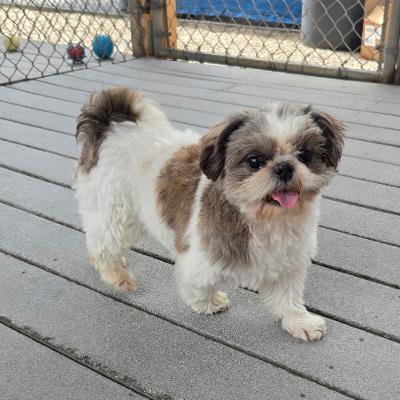 Joe, a ADOPTABLE Shih Tzu in Gardena, CA image 3/4