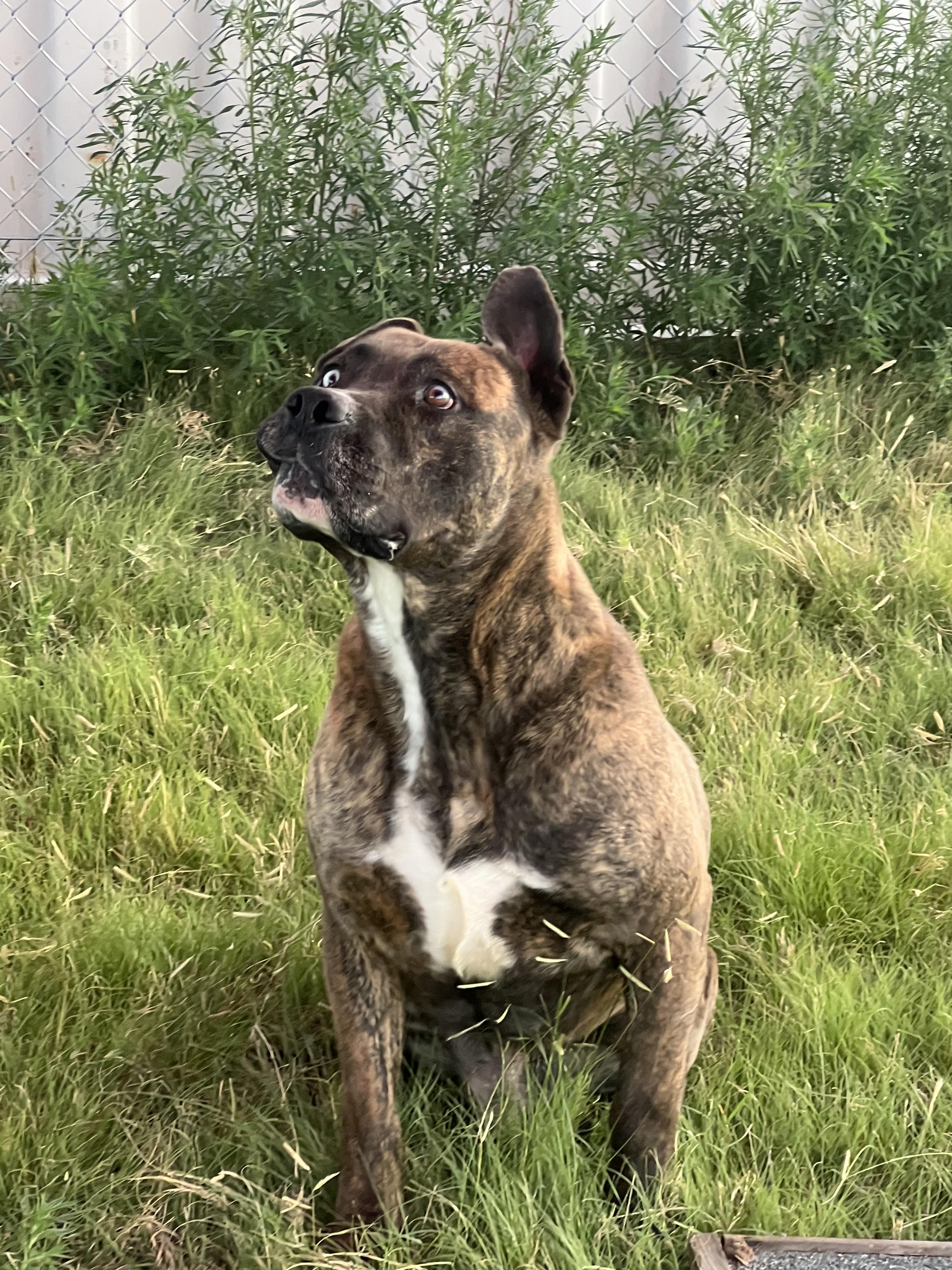 Ceasar, an adoptable Mastiff in Canyon, TX, 79015 | Photo Image 5
