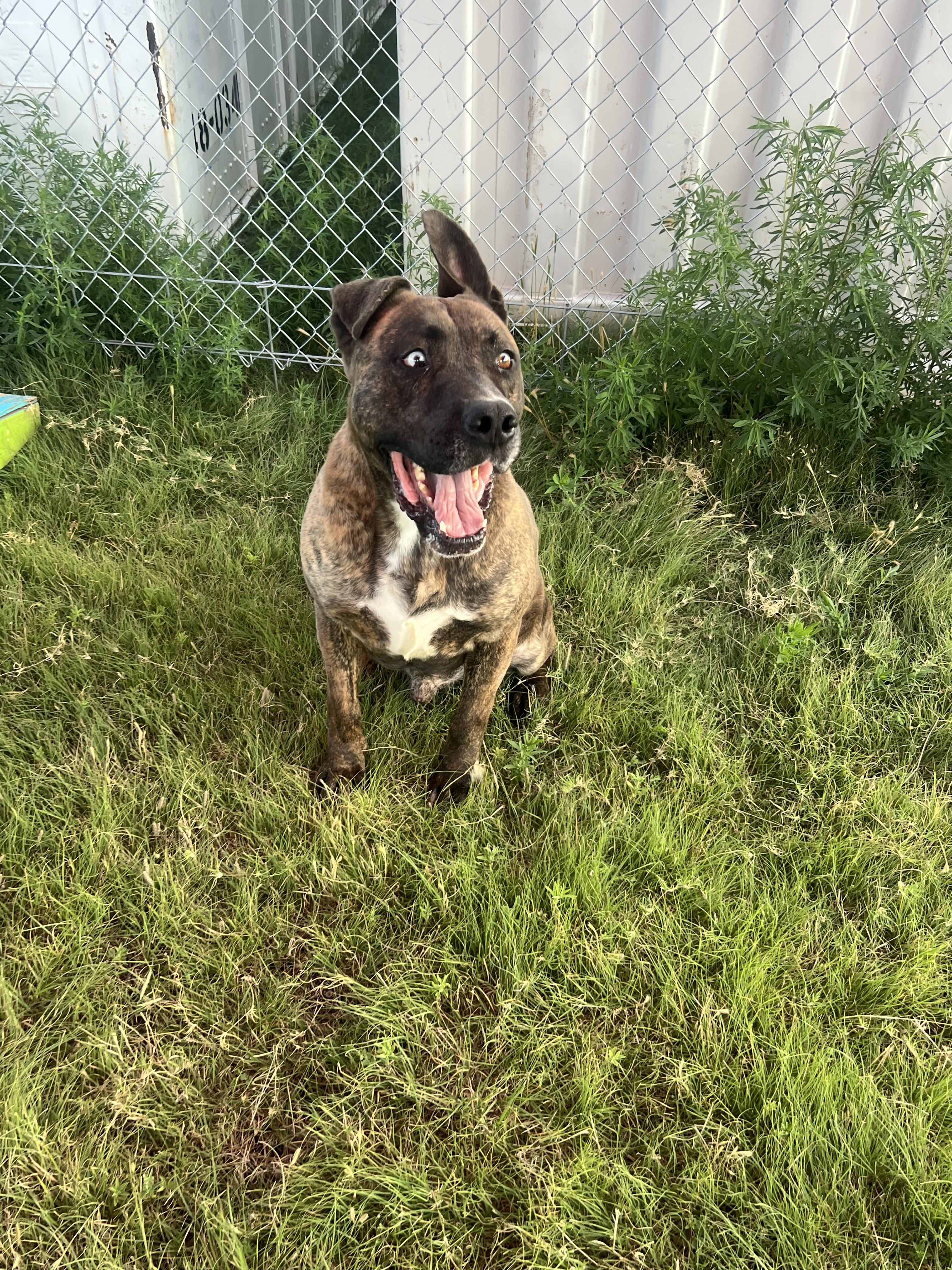 Ceasar, an adoptable Mastiff in Canyon, TX, 79015 | Photo Image 4