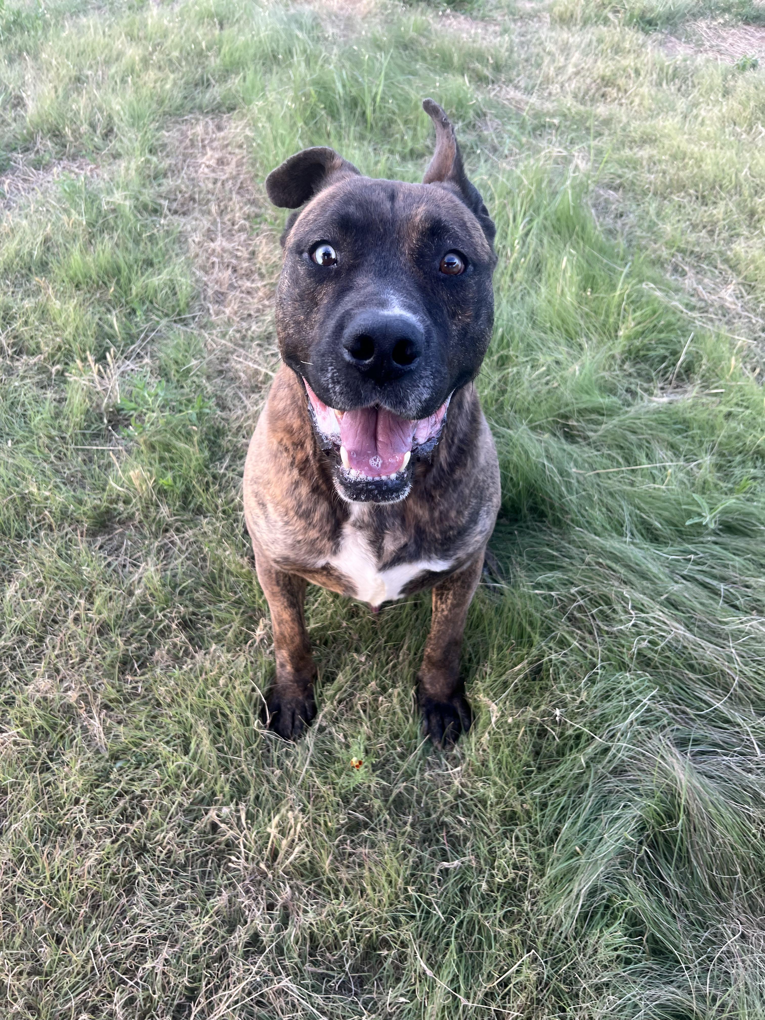 Ceasar, an adoptable Mastiff in Canyon, TX, 79015 | Photo Image 1