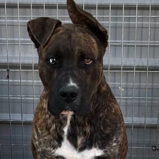 Ceasar, an adoptable Mastiff in Canyon, TX, 79015 | Photo Image 2