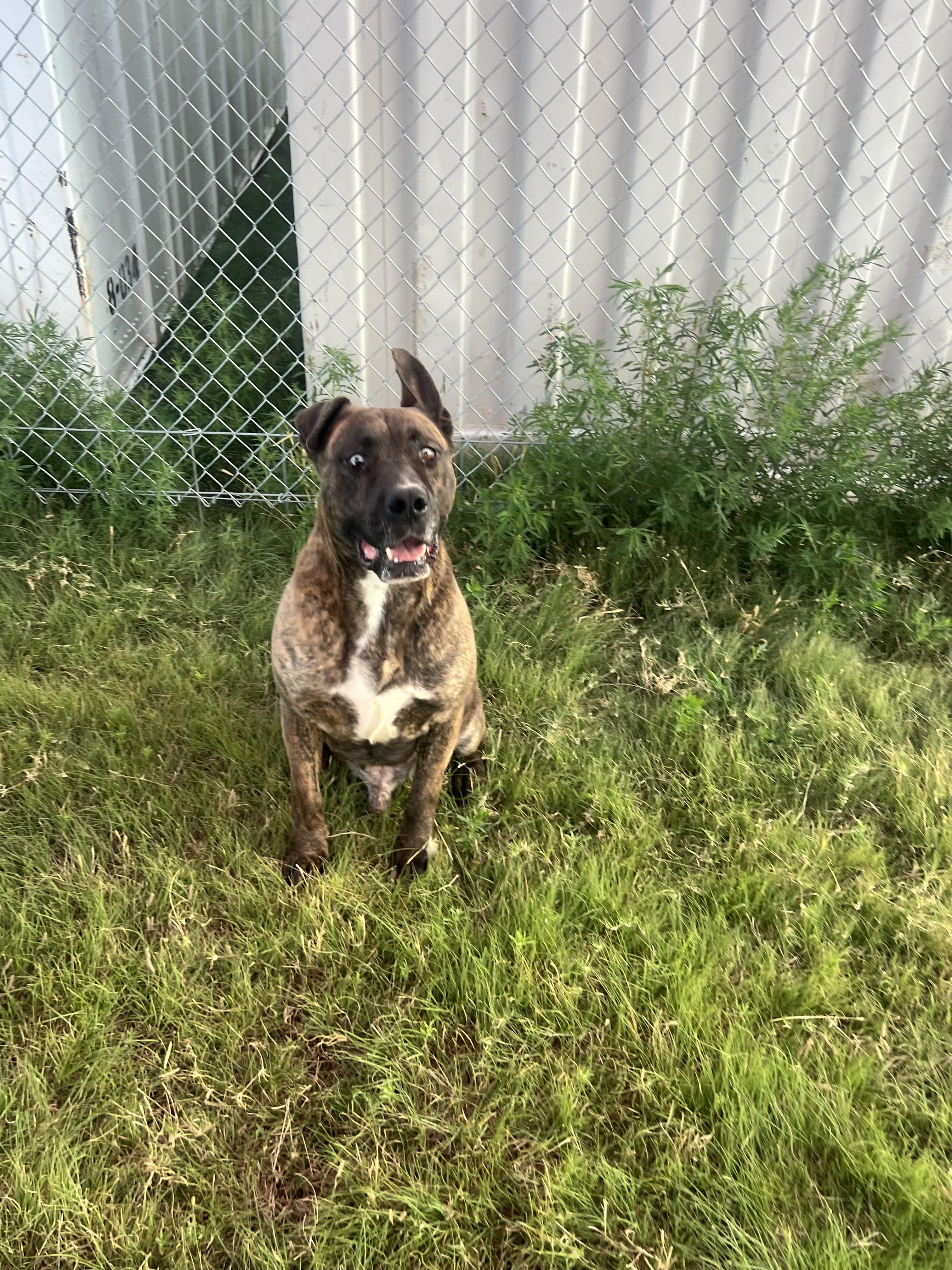 Ceasar, an adoptable Mastiff in Canyon, TX, 79015 | Photo Image 3