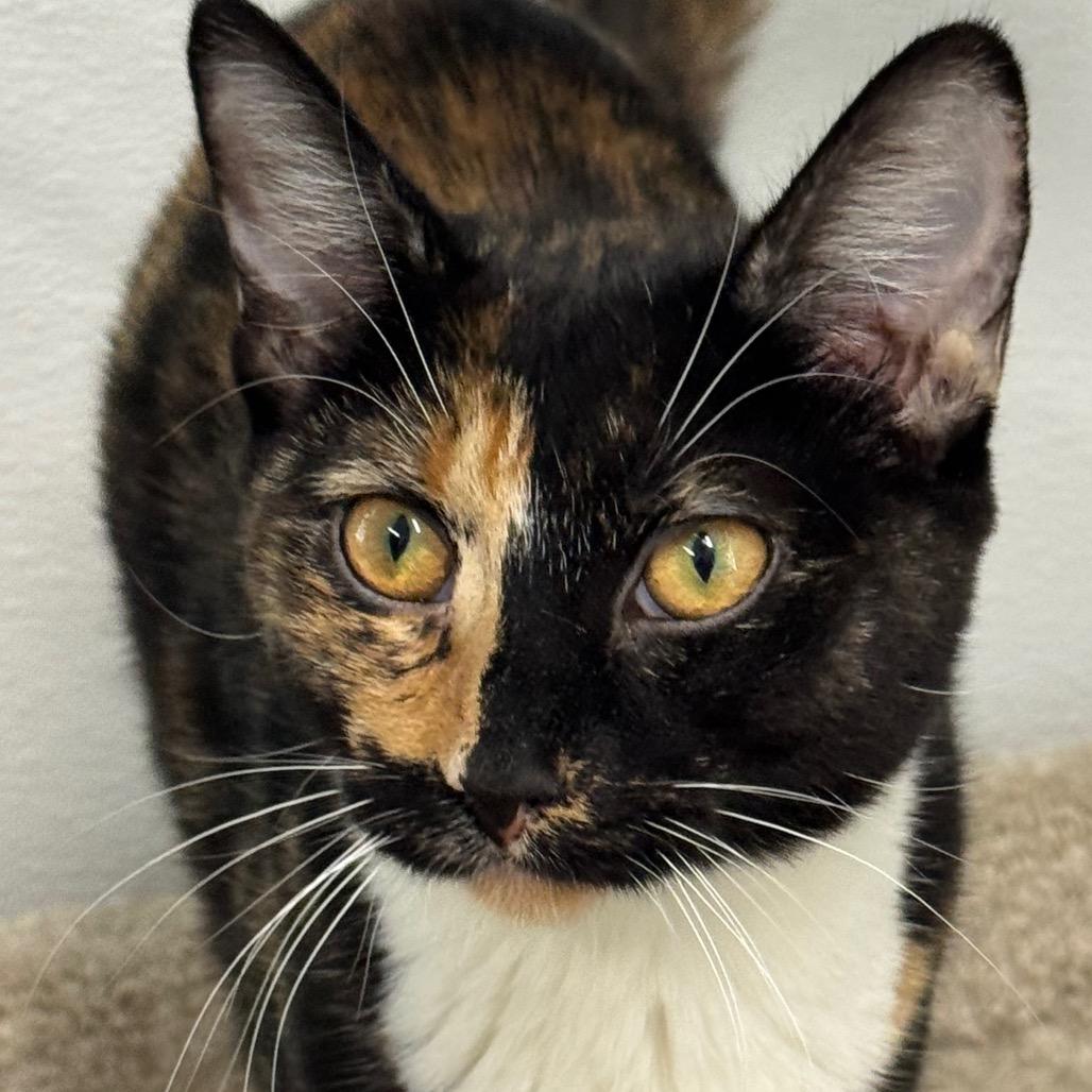 Judge Judy, Adoptable, Young Female Domestic Short Hair.