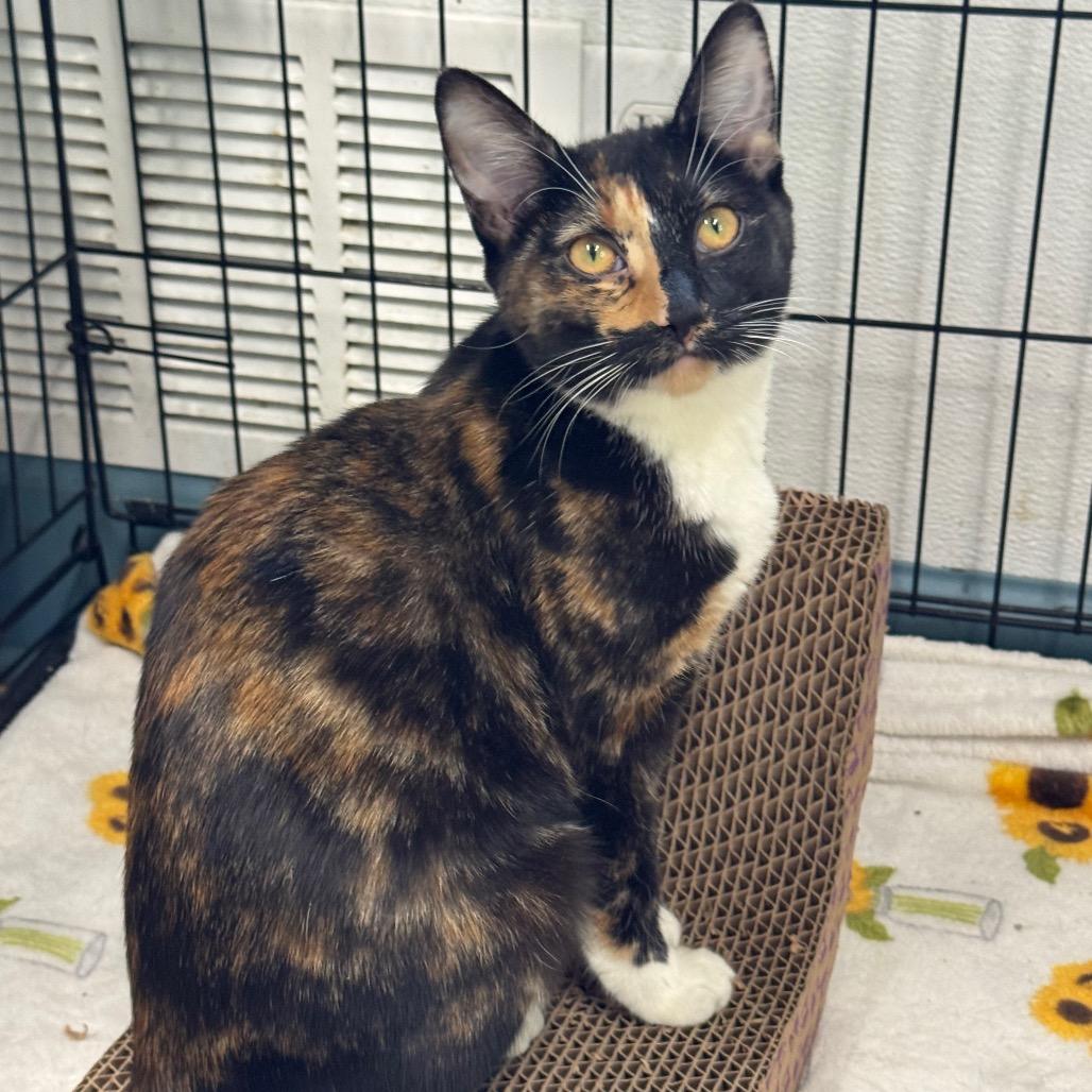 Enlarge Judge Judy, a Adoptable Domestic Short Hair in Decatur, GA image 2/5