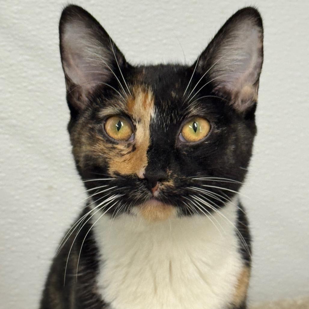 Enlarge Judge Judy, a Adoptable Domestic Short Hair in Decatur, GA image 3/5