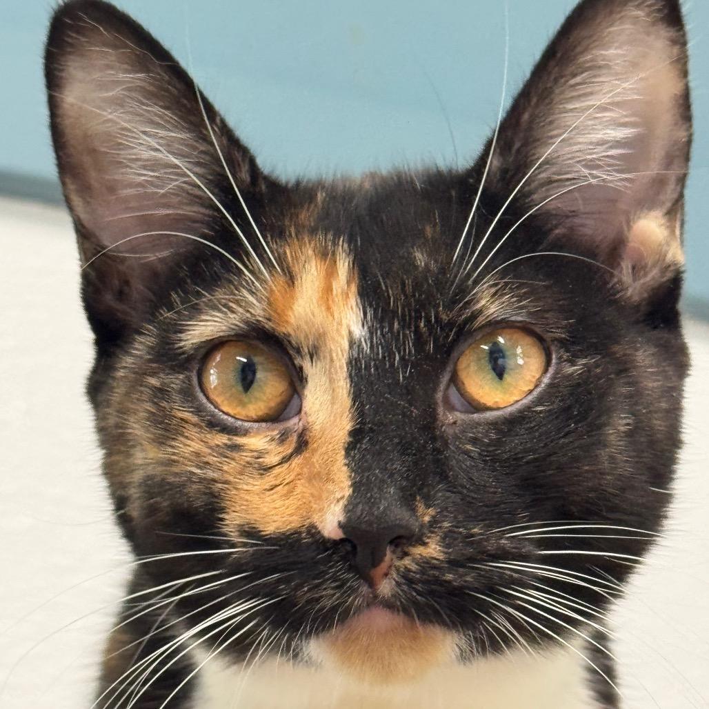 Enlarge Judge Judy, a Adoptable Domestic Short Hair in Decatur, GA image 4/5