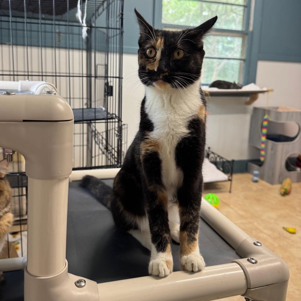 Enlarge Judge Judy, a Adoptable Domestic Short Hair in Decatur, GA image 5/5