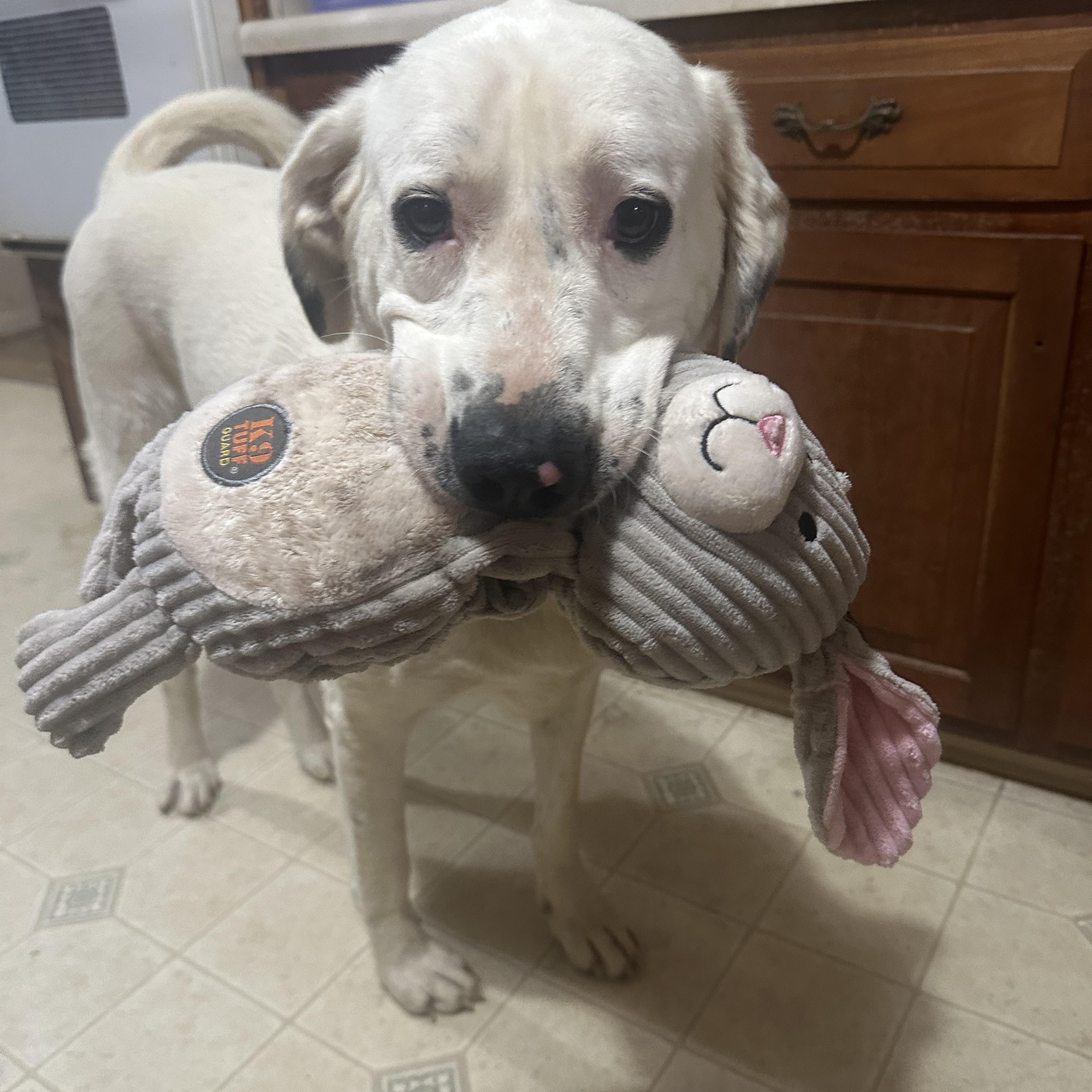 Enlarge Dottie, a ADOPTABLE mixed breed in Sherman, CT image 3/6