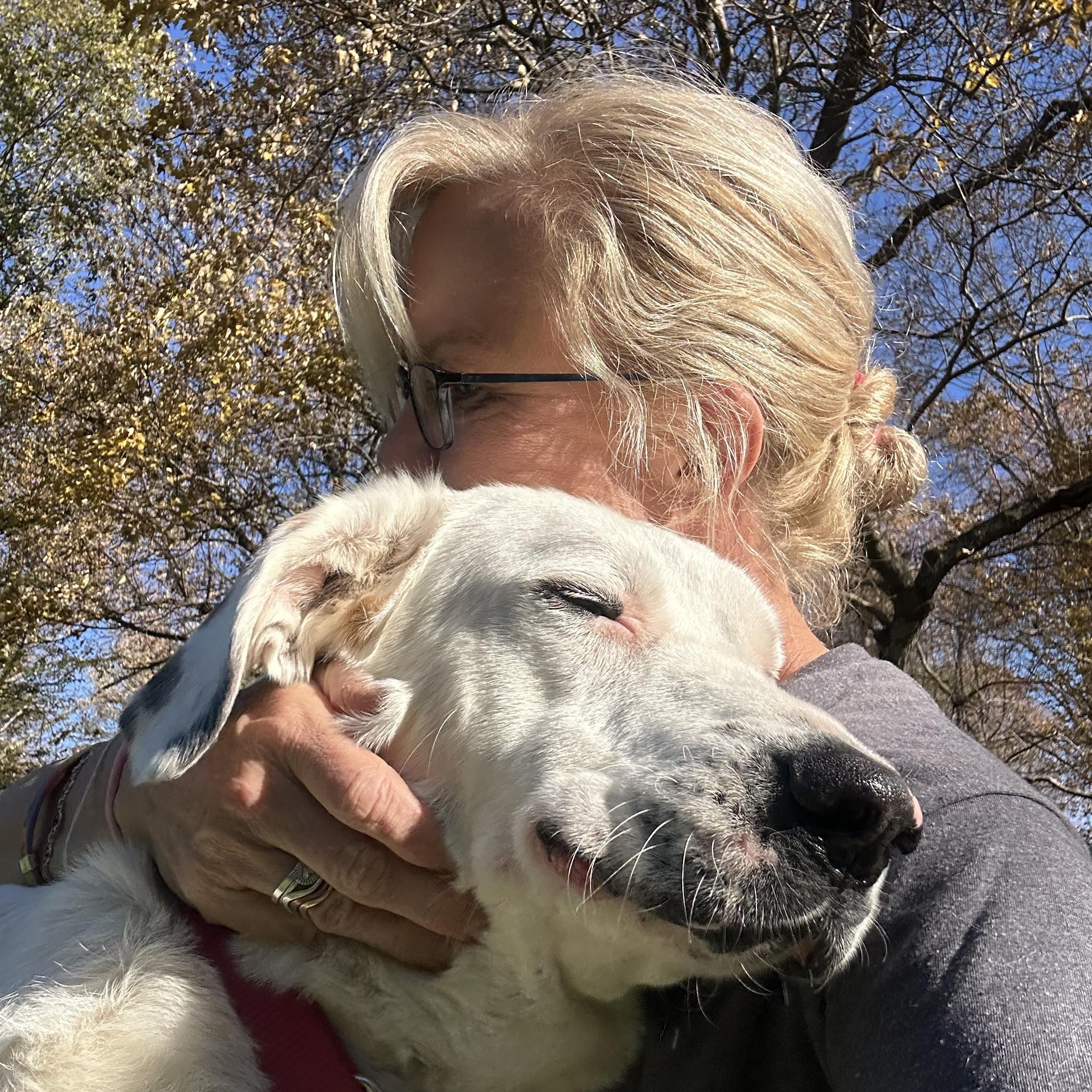 Enlarge Dottie, a ADOPTABLE mixed breed in Sherman, CT image 2/6