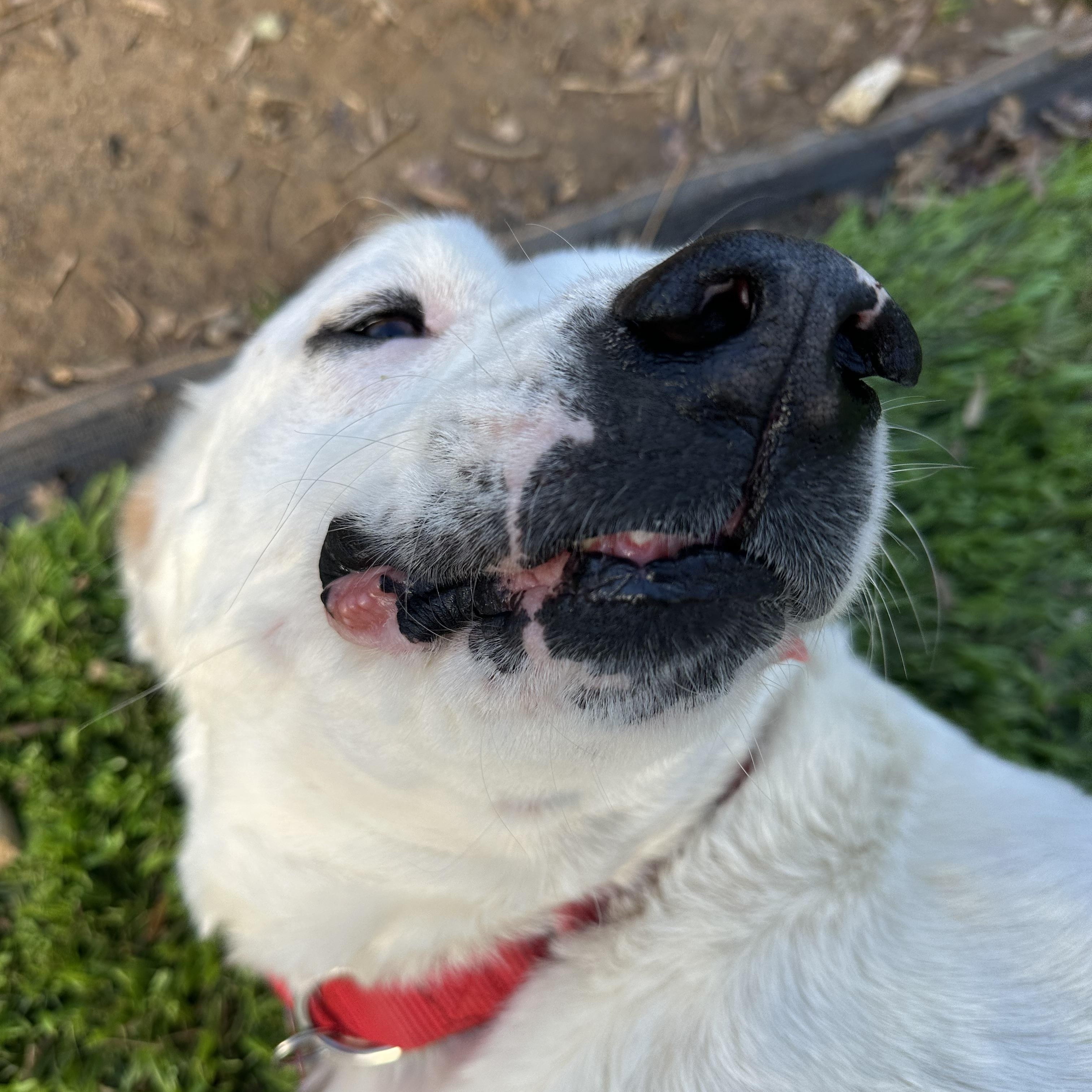 Enlarge Dottie, a ADOPTABLE mixed breed in Sherman, CT image 6/6