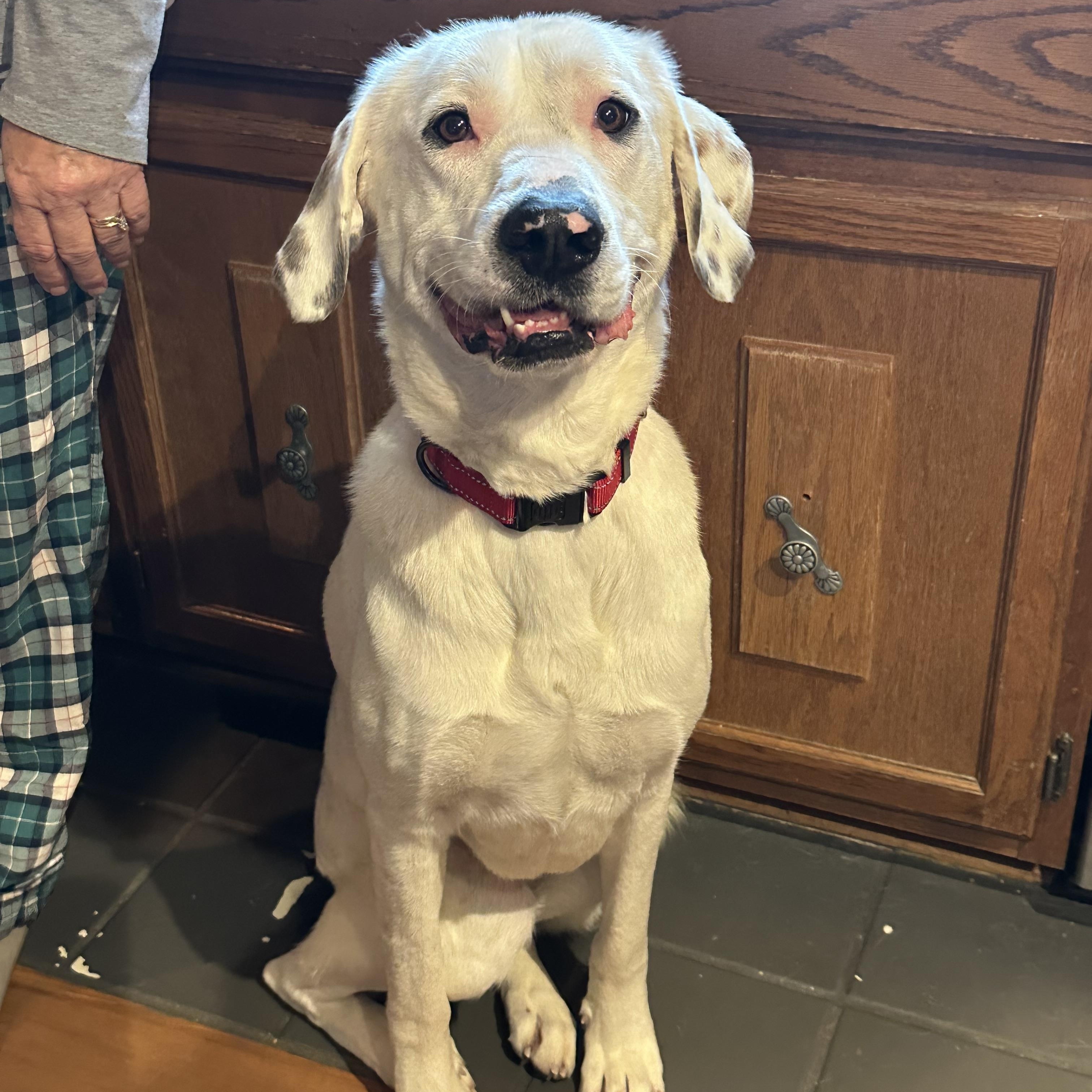Dottie, ADOPTABLE, Adult Female Great Pyrenees & Dalmatian.