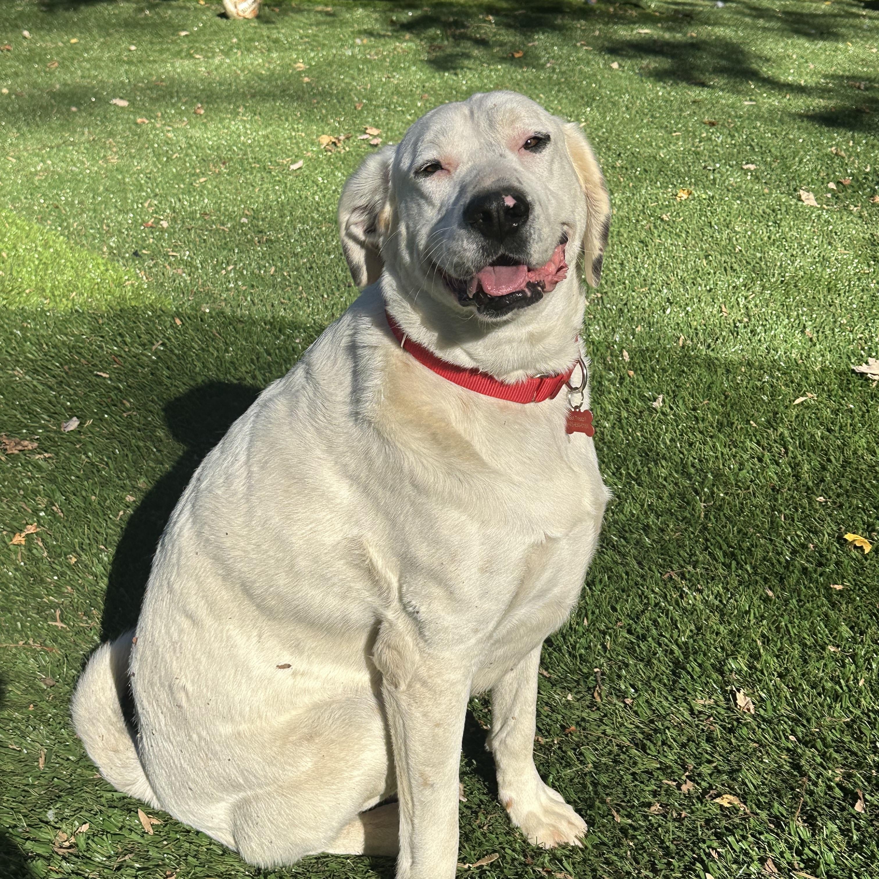 Enlarge Dottie, a ADOPTABLE mixed breed in Sherman, CT image 5/6