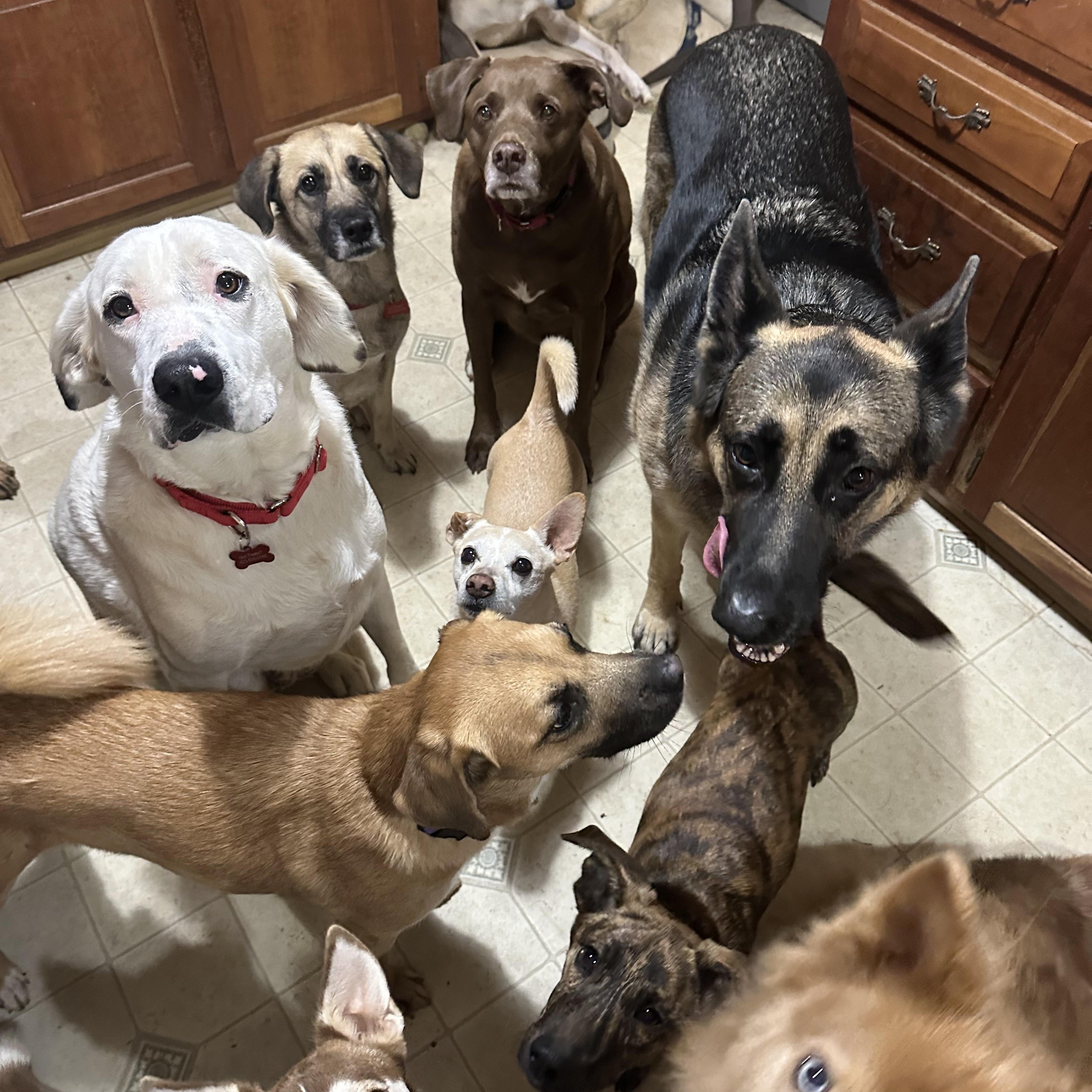 Enlarge Dottie, a ADOPTABLE mixed breed in Sherman, CT image 4/6