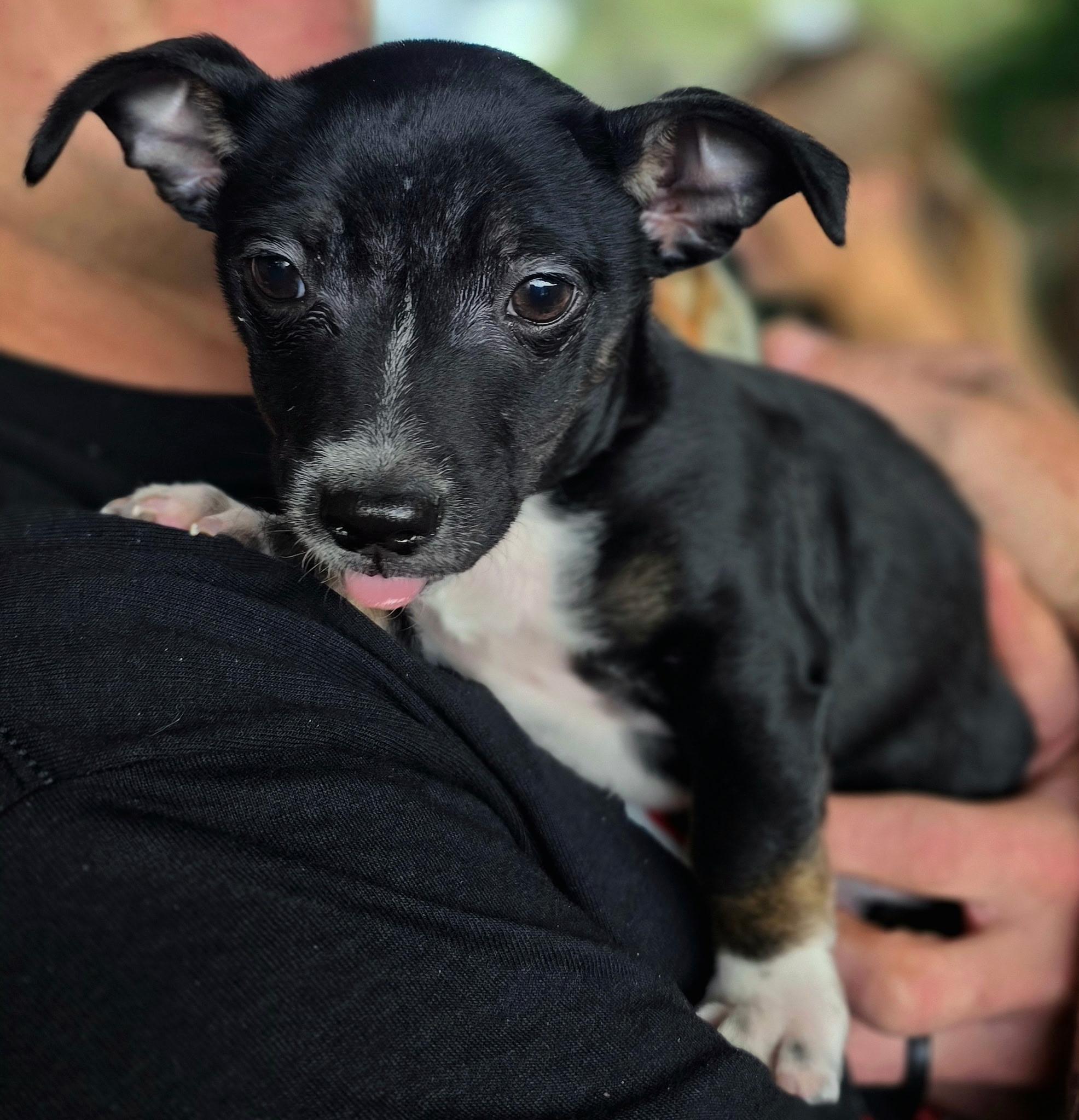 Enlarge Donnie, an adopted mixed breed in Penryn, CA image 1/2