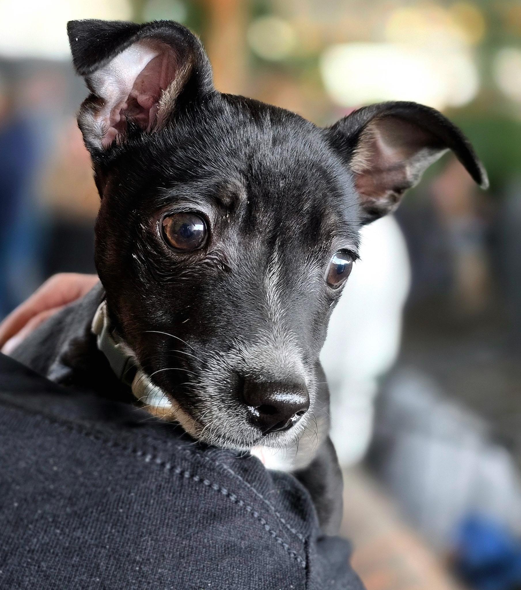 Enlarge Donnie, an adopted mixed breed in Penryn, CA image 2/2