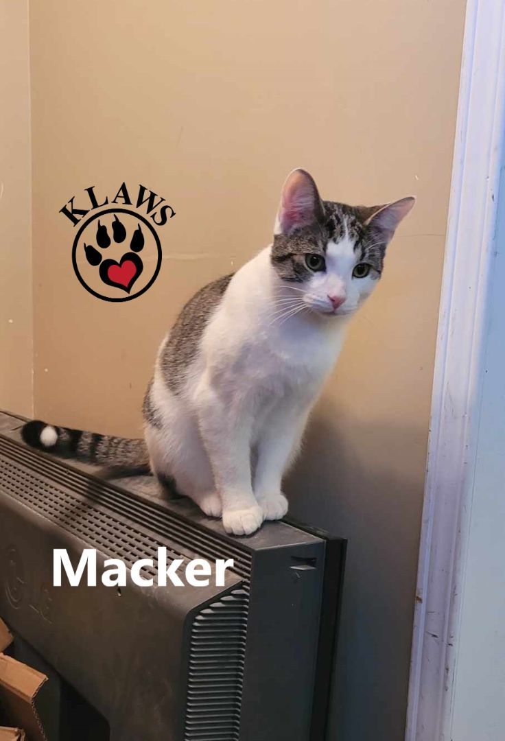 Macker photo 6
