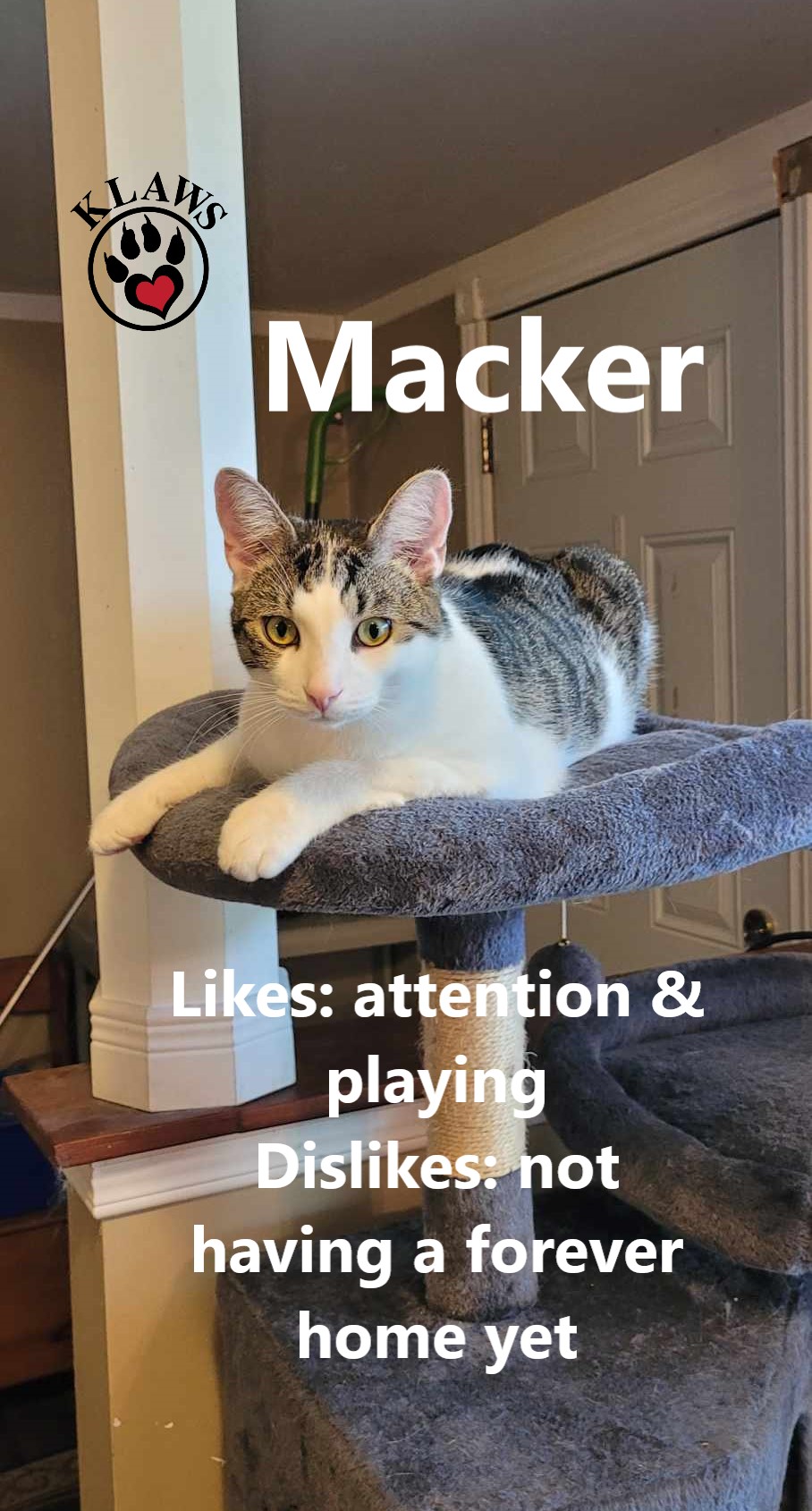 Macker, Young Male Domestic Short Hair