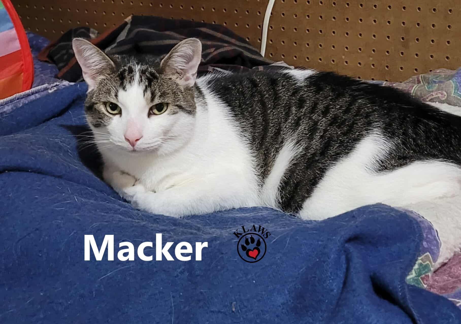 Enlarge Macker, a Adoptable Domestic Short Hair in Lindsay, ON image 3/6