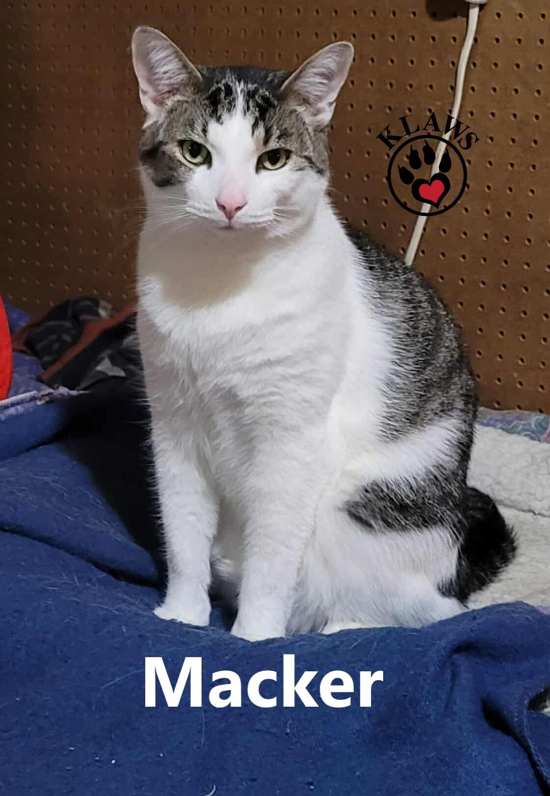 Enlarge Macker, a Adoptable Domestic Short Hair in Lindsay, ON image 2/6