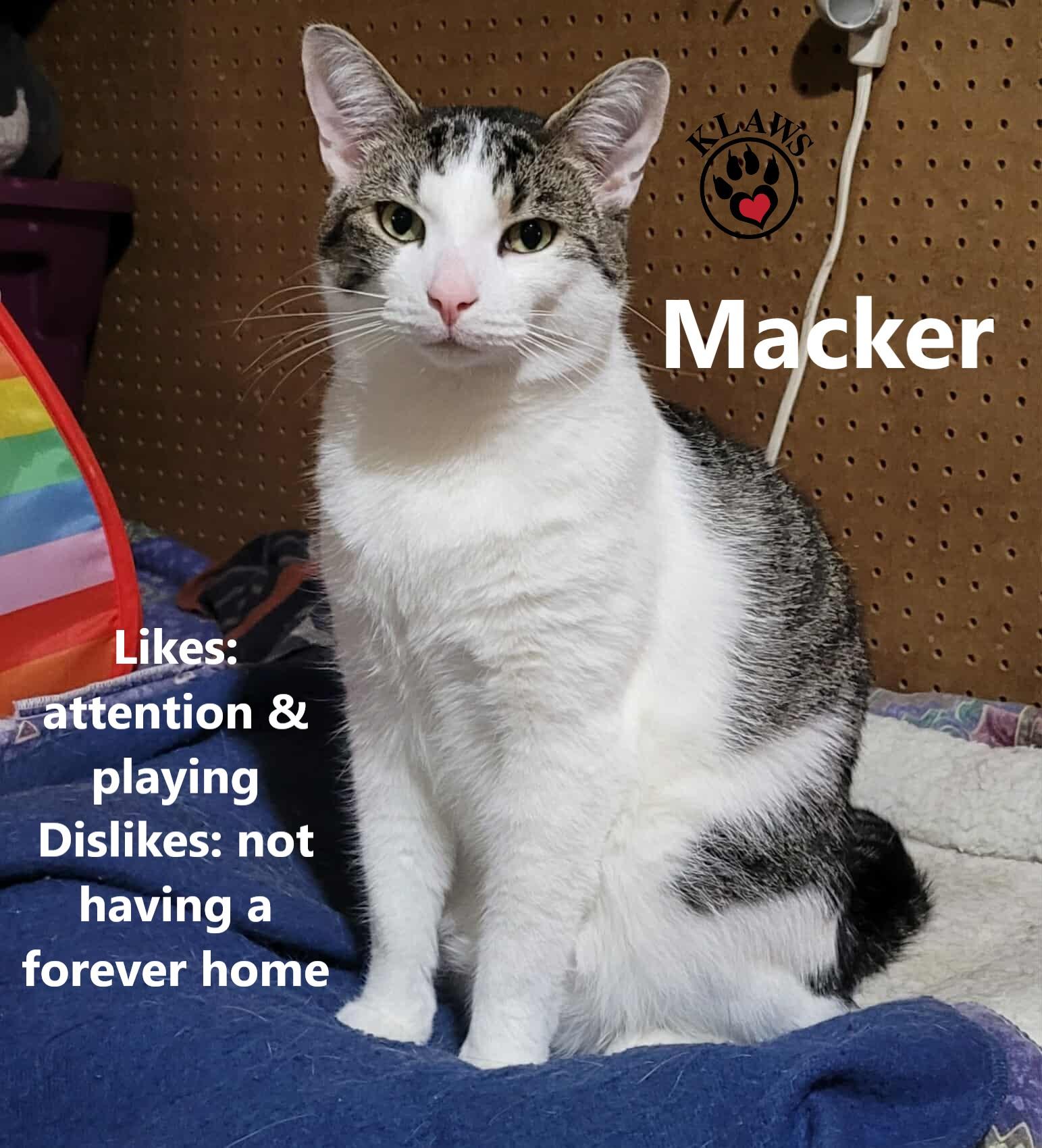 Macker, Adoptable, Young Male Domestic Short Hair.