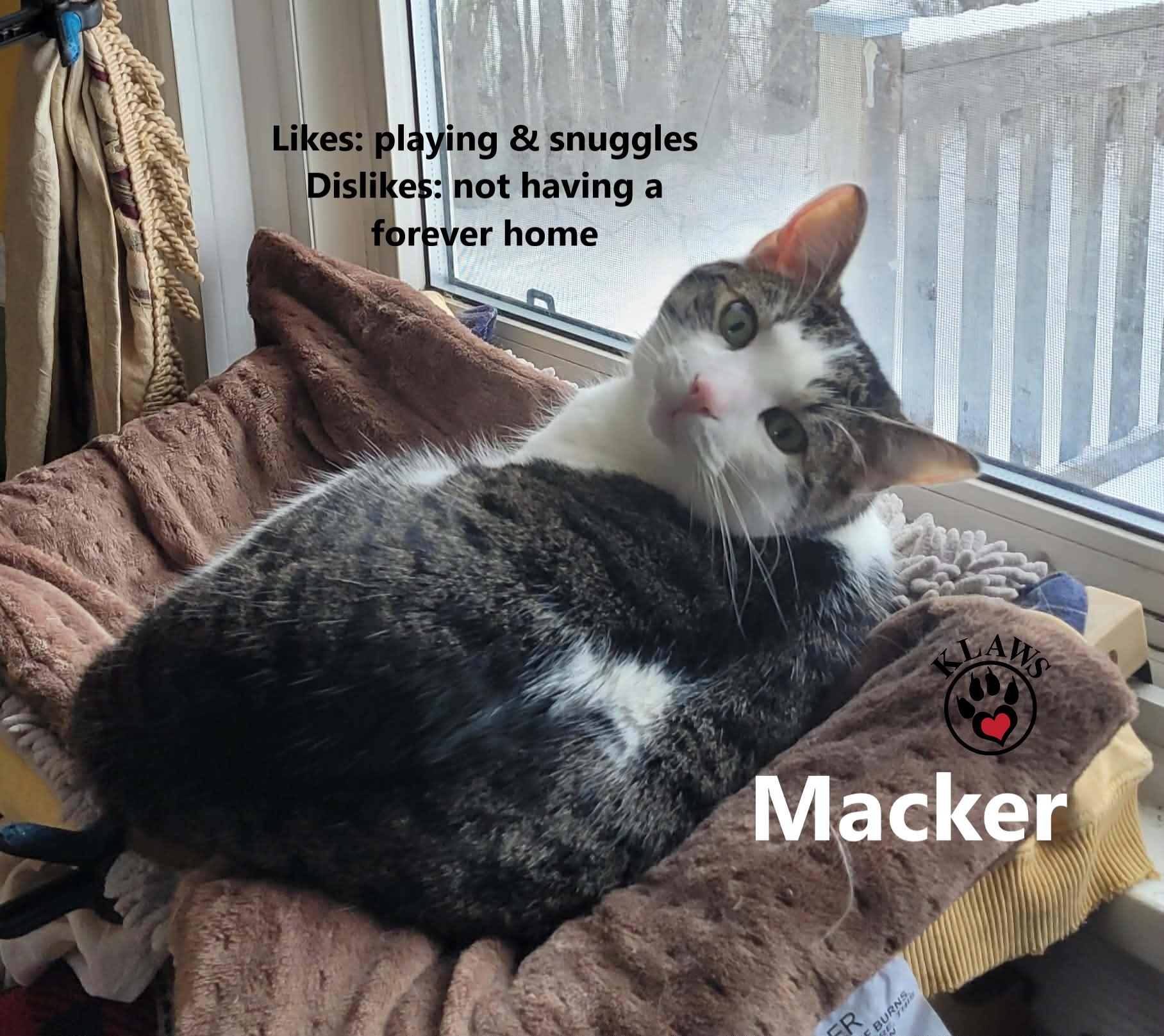 Macker, Adoptable, Adult Male Domestic Short Hair.