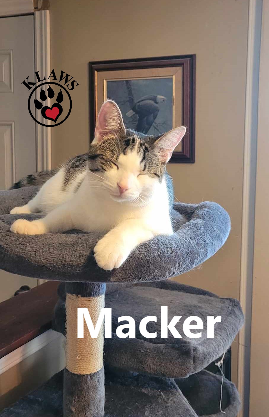 Enlarge Macker, a Adoptable Domestic Short Hair in Lindsay, ON image 5/6
