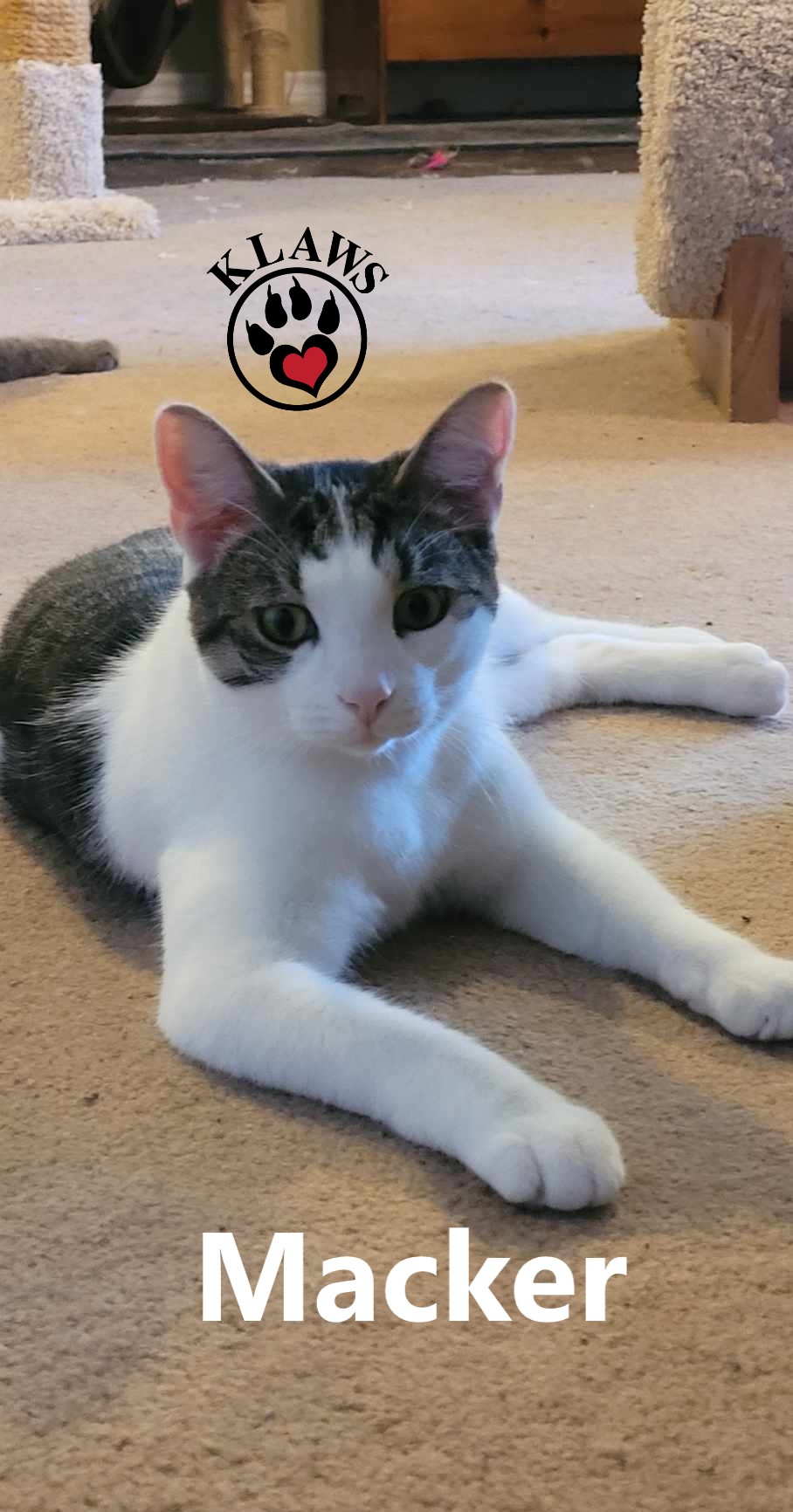 Macker, an adoptable Domestic Short Hair in Lindsay, ON, K9V 2Z0 | Photo Image 6