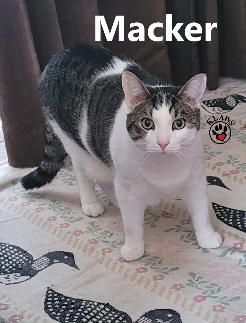 Enlarge Macker, a Adoptable Domestic Short Hair in Lindsay, ON image 3/6