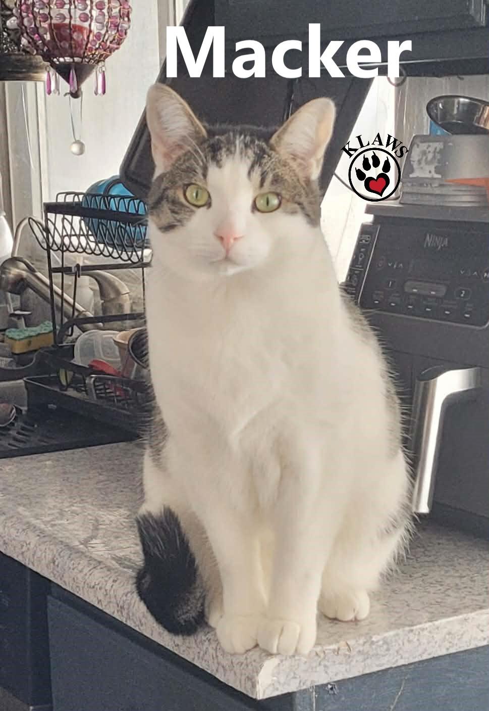 Enlarge Macker, a Adoptable Domestic Short Hair in Lindsay, ON image 2/6