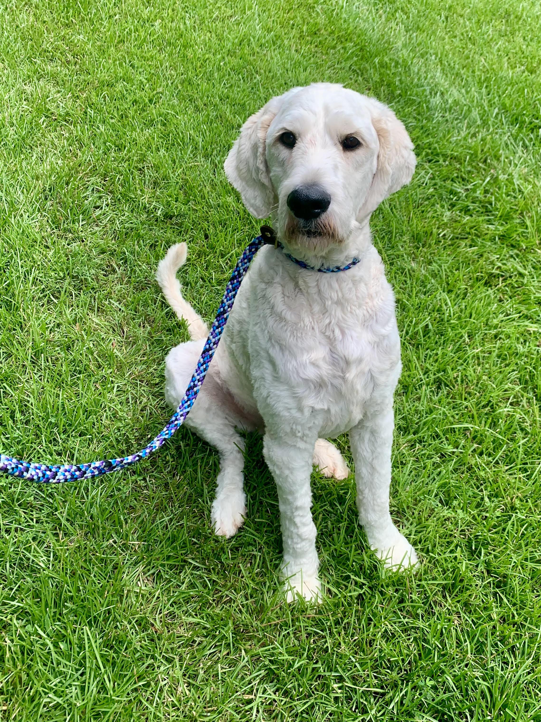Cooper