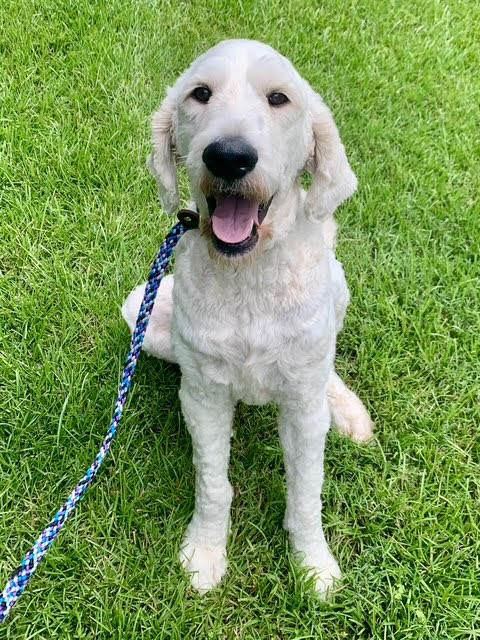 Cooper