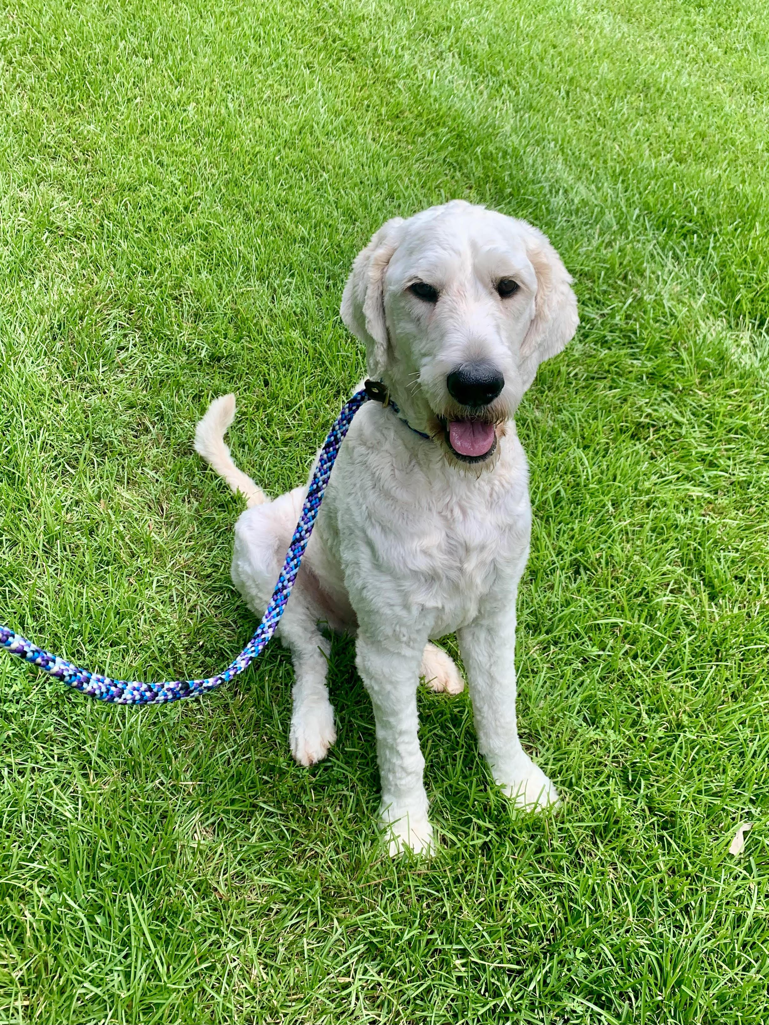 Cooper