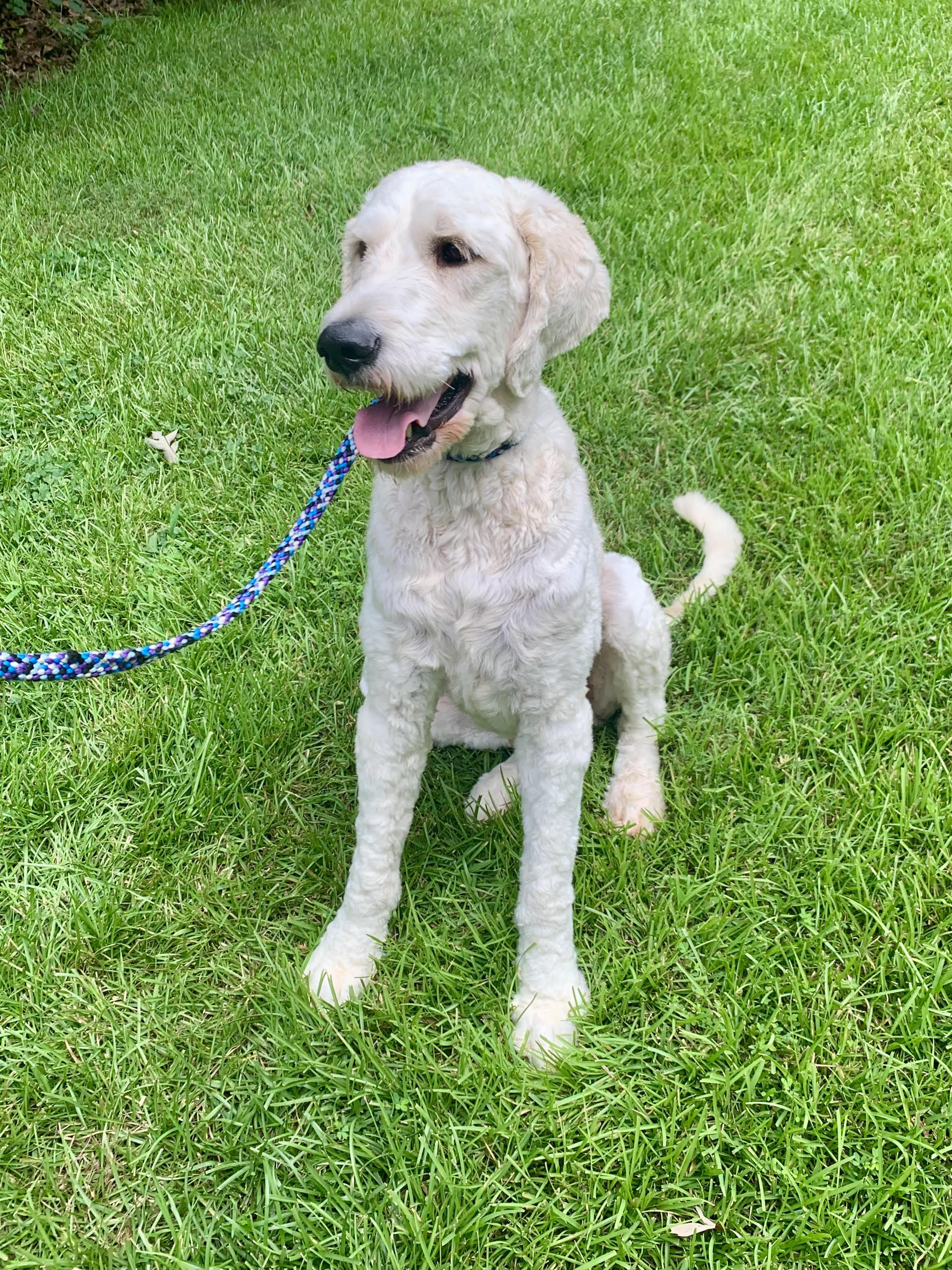 Cooper