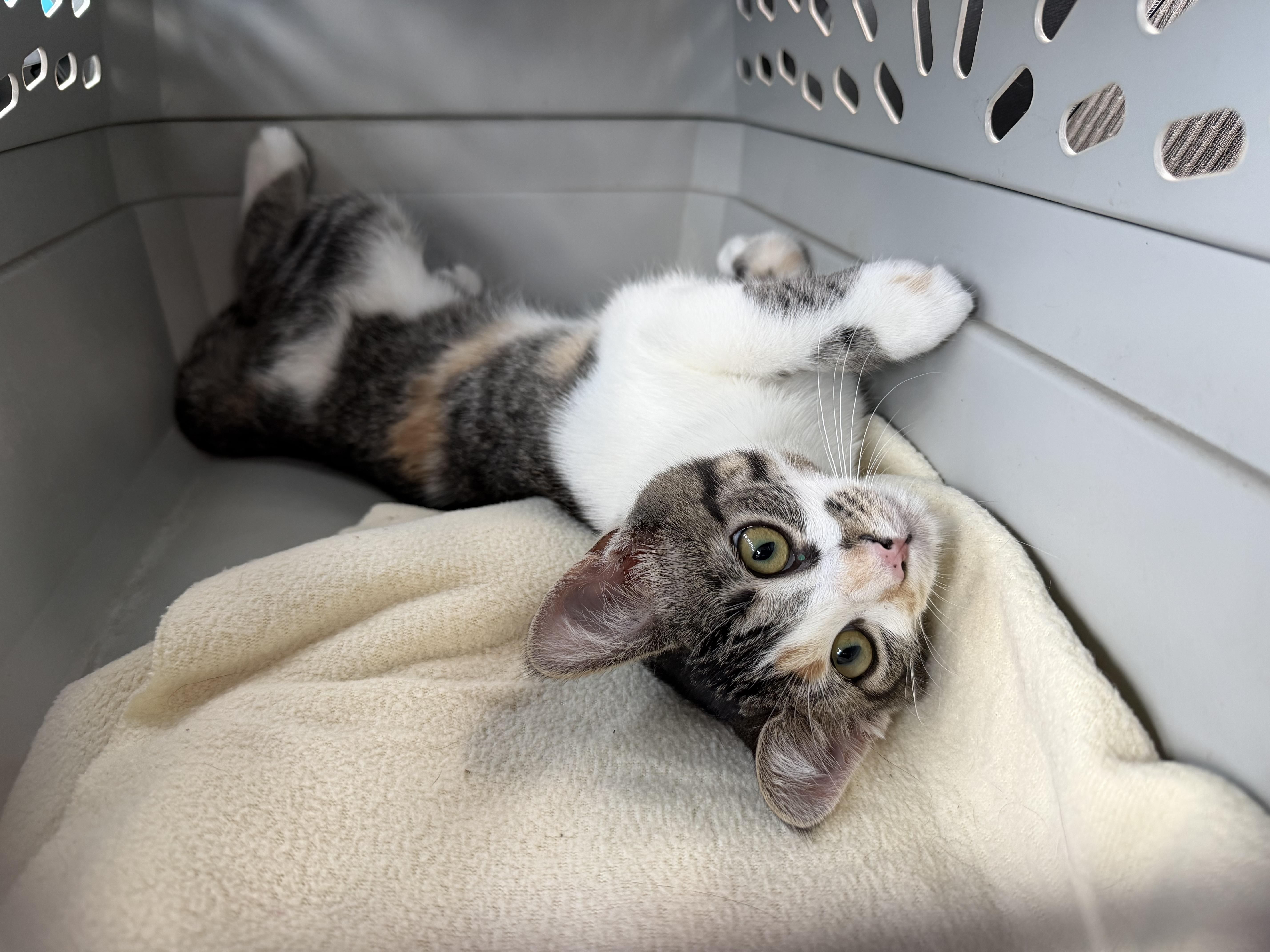 Enlarge Sharon, a ADOPTABLE mixed breed in fennville, MI image 2/2