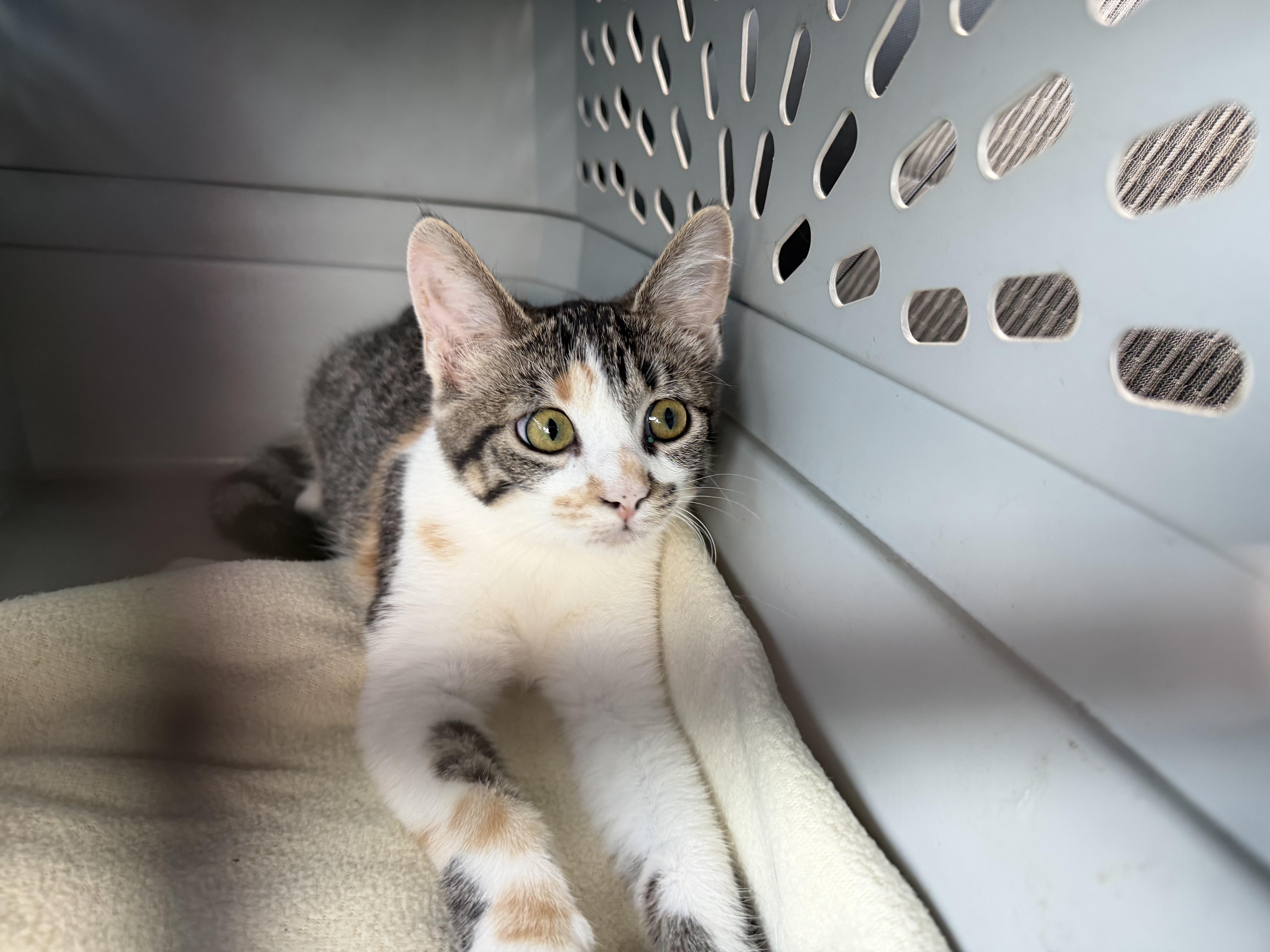Enlarge Sharon, a ADOPTABLE mixed breed in fennville, MI image 1/2