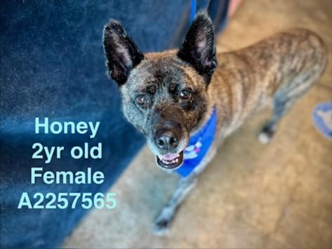 HONEY, Adoptable, Adult Female Akita.