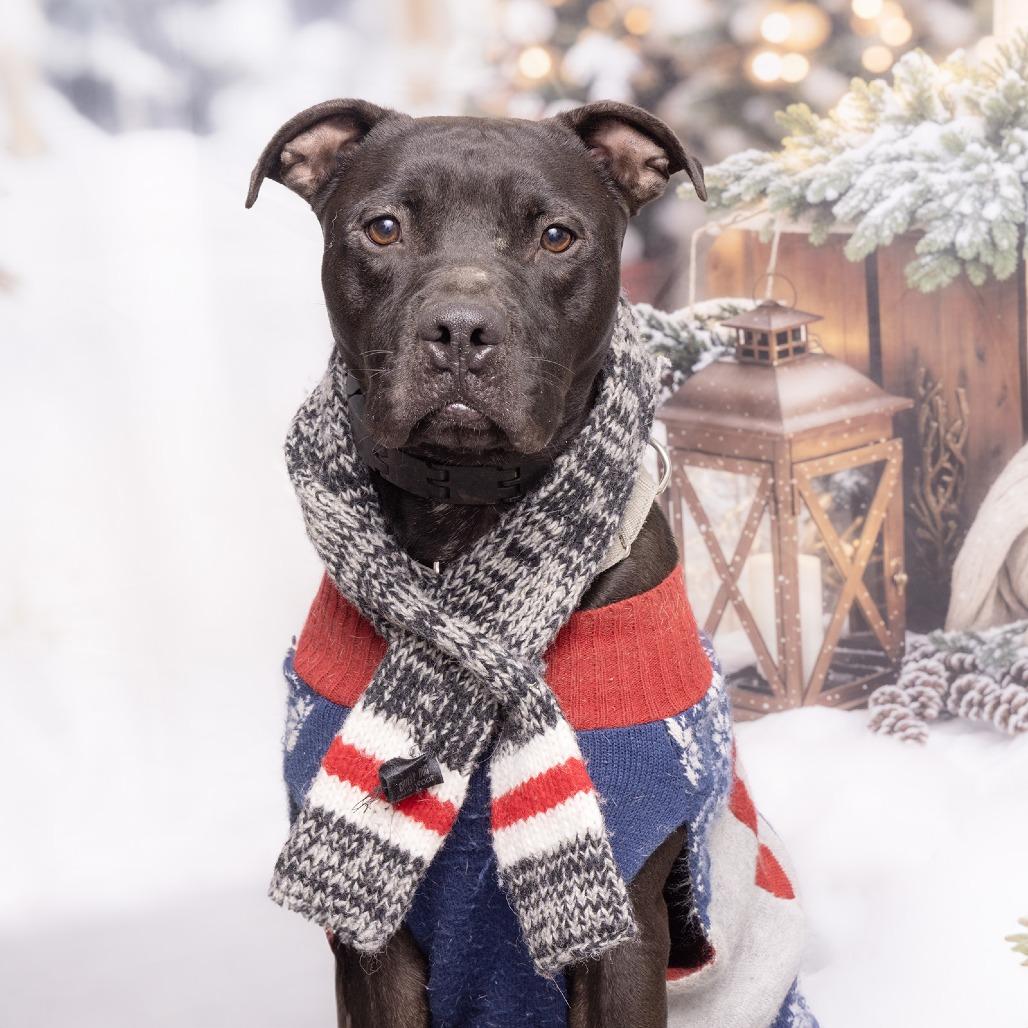 Duke, a Adoptable mixed breed image 1/3