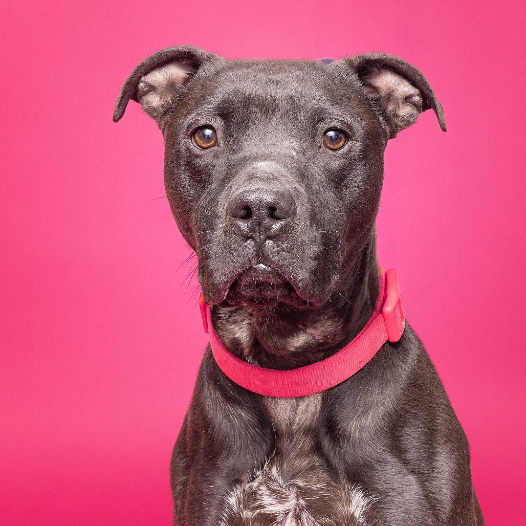 Duke — thumbnail 2