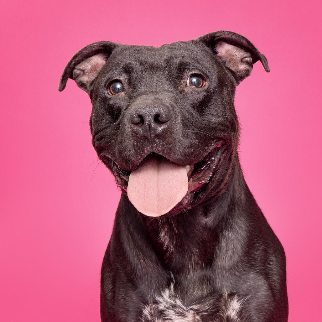 Duke, a Adoptable mixed breed image 2/3