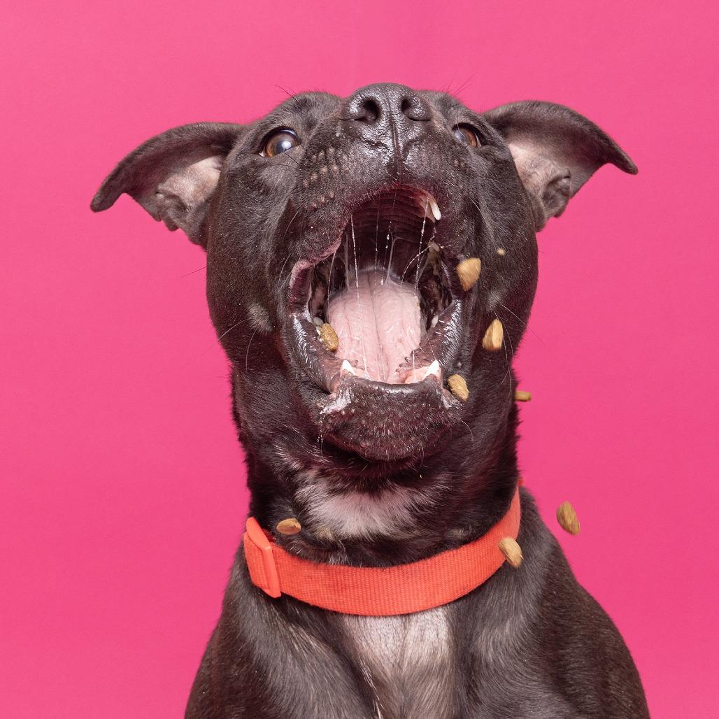 Enlarge Duke, a Adoptable mixed breed in Franklin, TN image 4/6