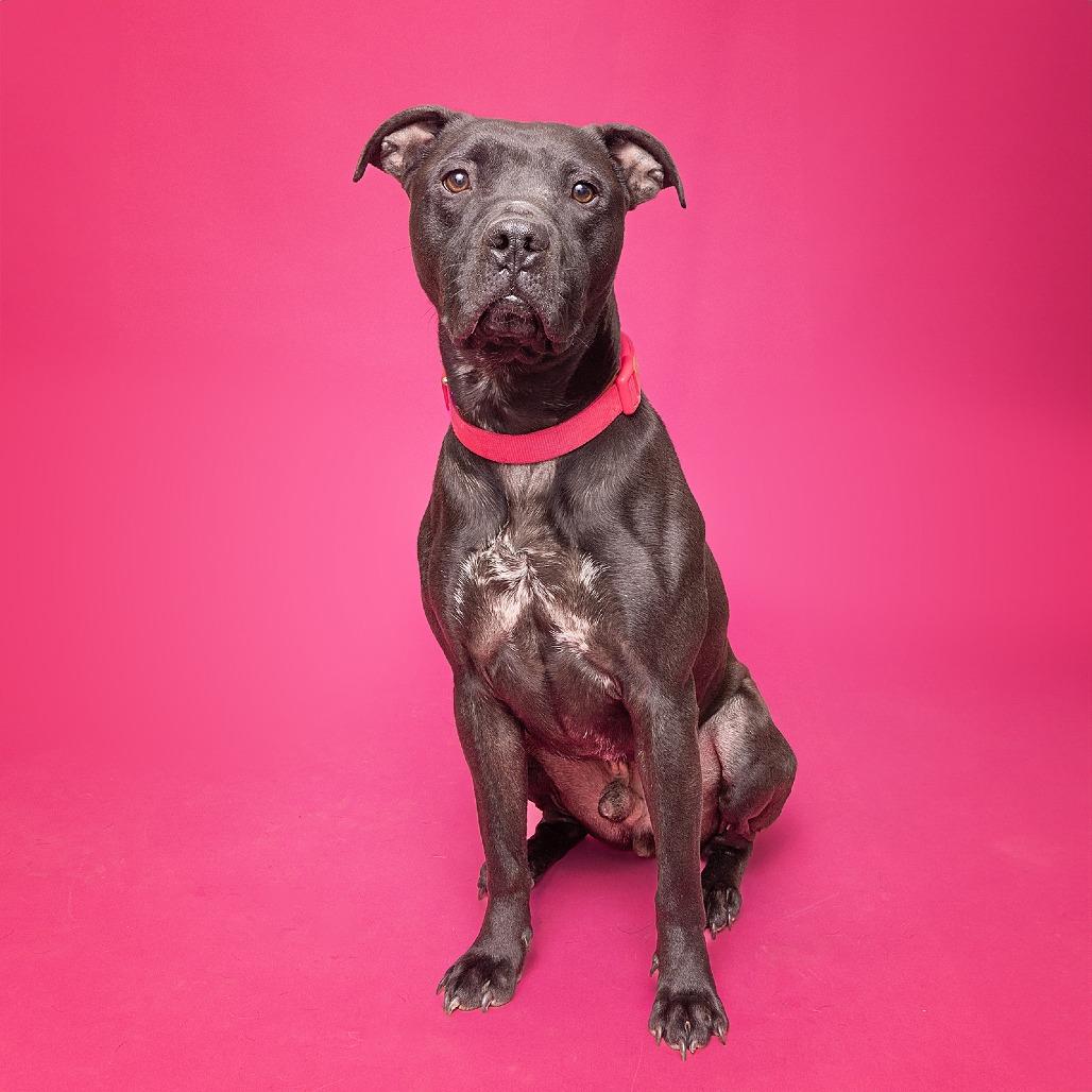 Enlarge Duke, a Adoptable mixed breed in Franklin, TN image 5/6