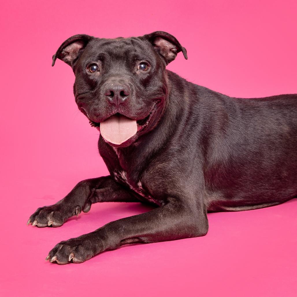 Duke, a Adoptable mixed breed image 3/3